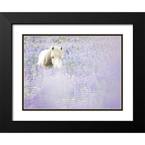 Horse in Lavender II Black Modern Wood Framed Art Print with Double Matting by PHBurchett