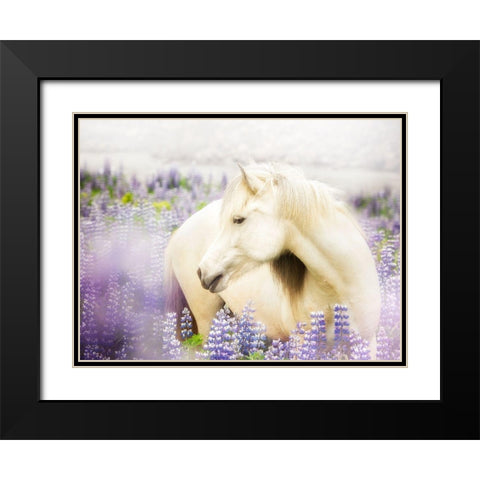 Horse in Lavender III Black Modern Wood Framed Art Print with Double Matting by PHBurchett