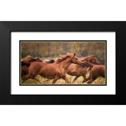 Horse Run VI Black Modern Wood Framed Art Print with Double Matting by PHBurchett