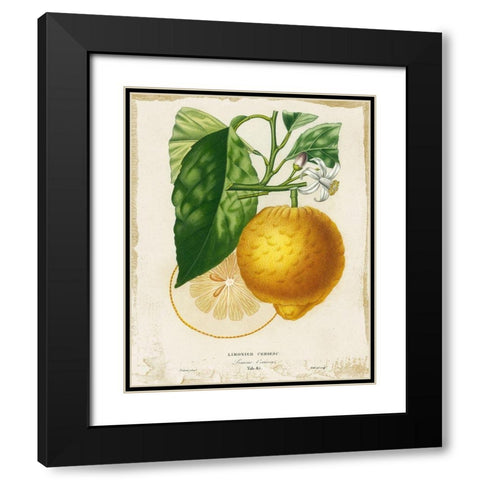 French Lemon I Black Modern Wood Framed Art Print with Double Matting by Studio W