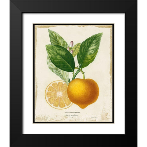 French Lemon III Black Modern Wood Framed Art Print with Double Matting by Studio W