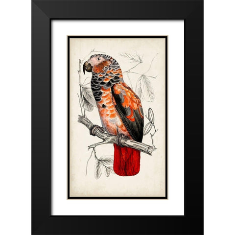 Antique Parrot Pair II Black Modern Wood Framed Art Print with Double Matting by Unknown