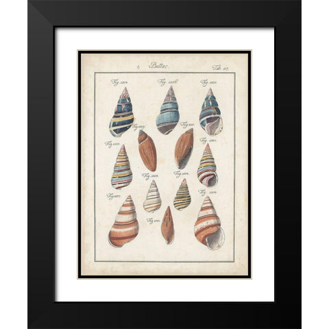Antique Shell Pair I Black Modern Wood Framed Art Print with Double Matting by Deseve, Jacques