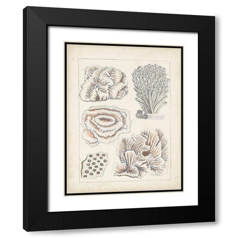 Antique White Coral I Black Modern Wood Framed Art Print with Double Matting by Vision Studio