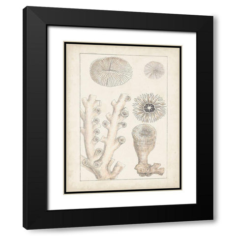 Antique White Coral III Black Modern Wood Framed Art Print with Double Matting by Vision Studio