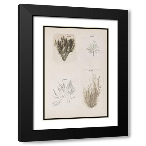 Coral Collage I Black Modern Wood Framed Art Print with Double Matting by Vision Studio