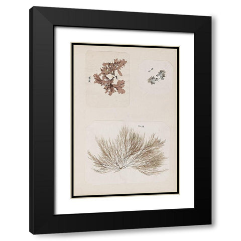 Coral Collage II Black Modern Wood Framed Art Print with Double Matting by Vision Studio