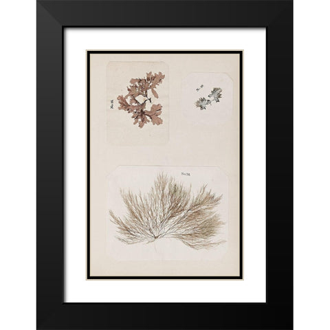 Coral Collage II Black Modern Wood Framed Art Print with Double Matting by Vision Studio