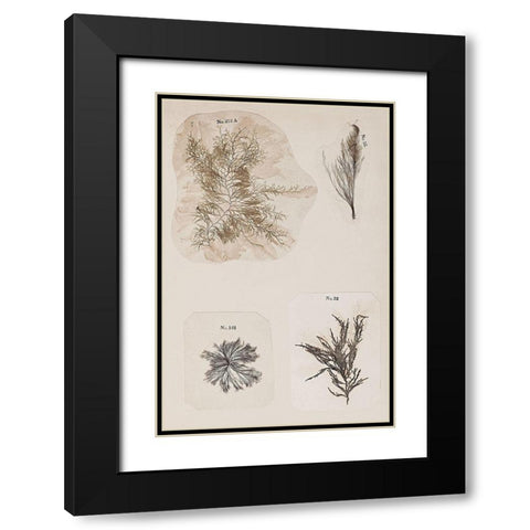 Coral Collage III Black Modern Wood Framed Art Print with Double Matting by Vision Studio