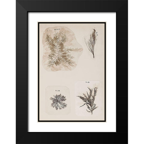 Coral Collage III Black Modern Wood Framed Art Print with Double Matting by Vision Studio