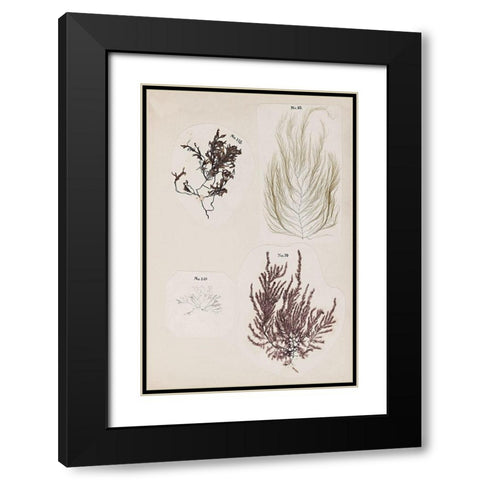 Coral Collage IV Black Modern Wood Framed Art Print with Double Matting by Vision Studio