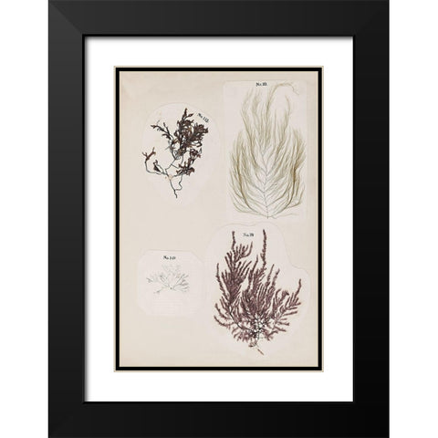 Coral Collage IV Black Modern Wood Framed Art Print with Double Matting by Vision Studio