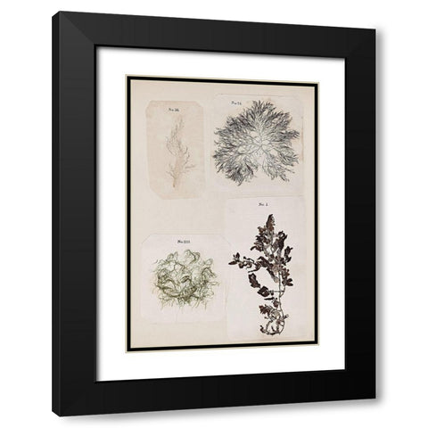 Coral Collage V Black Modern Wood Framed Art Print with Double Matting by Vision Studio