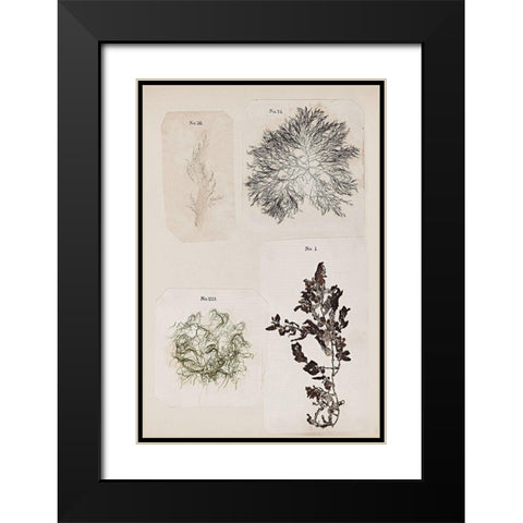 Coral Collage V Black Modern Wood Framed Art Print with Double Matting by Vision Studio