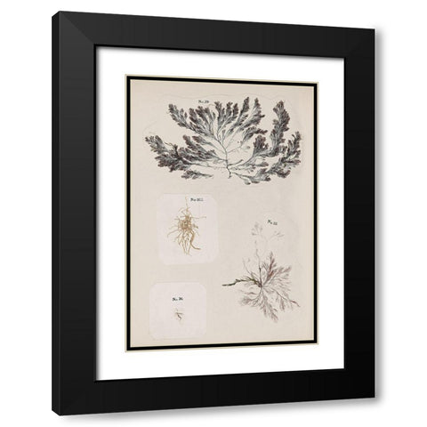Coral Collage VI Black Modern Wood Framed Art Print with Double Matting by Vision Studio