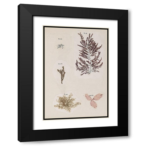 Coral Collage VII Black Modern Wood Framed Art Print with Double Matting by Vision Studio