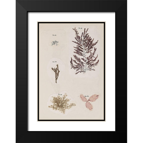 Coral Collage VII Black Modern Wood Framed Art Print with Double Matting by Vision Studio