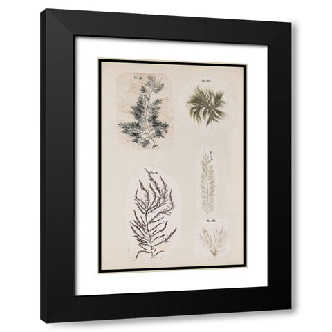 Coral Collage VIII Black Modern Wood Framed Art Print with Double Matting by Vision Studio
