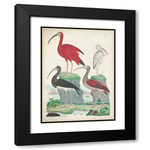 Antique Heron and Waterbirds II Black Modern Wood Framed Art Print with Double Matting by Unknown