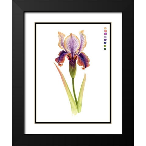 Rainbow Iris II Black Modern Wood Framed Art Print with Double Matting by Popp, Grace
