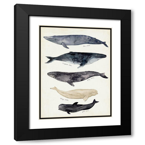 Whale Chart II Black Modern Wood Framed Art Print with Double Matting by Barnes, Victoria