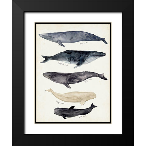 Whale Chart II Black Modern Wood Framed Art Print with Double Matting by Barnes, Victoria