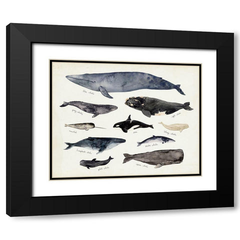 Whale Chart III Black Modern Wood Framed Art Print with Double Matting by Barnes, Victoria