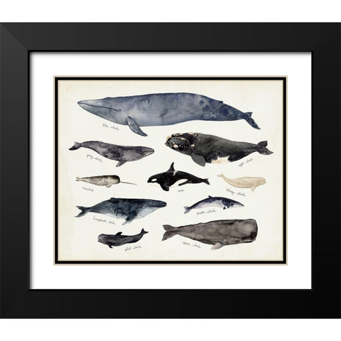 Whale Chart III Black Modern Wood Framed Art Print with Double Matting by Barnes, Victoria