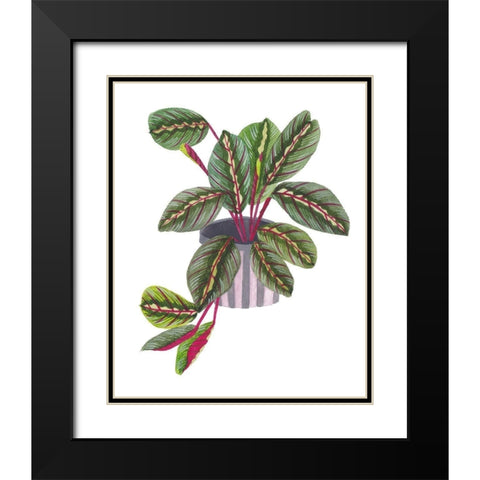 Prayer Plant II Black Modern Wood Framed Art Print with Double Matting by Wang, Melissa