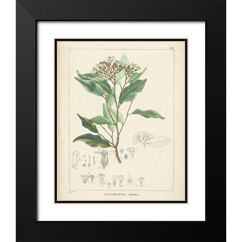 Vintage Verdure IV Black Modern Wood Framed Art Print with Double Matting by Unknown