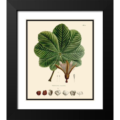 Luscious Leaves I Black Modern Wood Framed Art Print with Double Matting by Unknown
