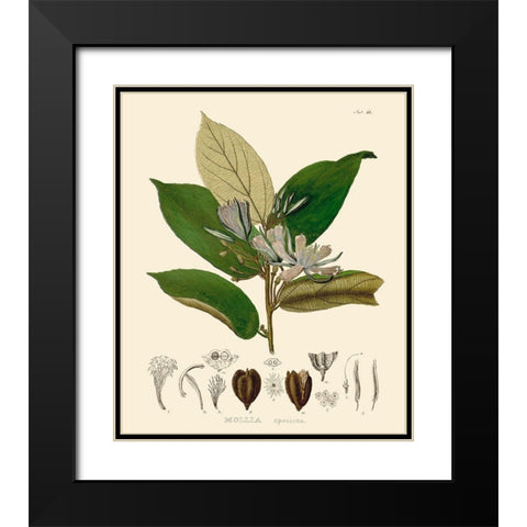 Luscious Leaves II Black Modern Wood Framed Art Print with Double Matting by Unknown