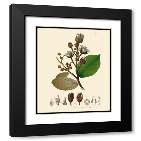 Luscious Leaves III Black Modern Wood Framed Art Print with Double Matting by Unknown