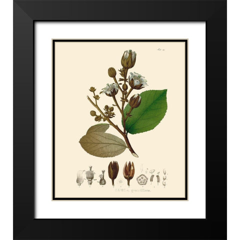 Luscious Leaves III Black Modern Wood Framed Art Print with Double Matting by Unknown