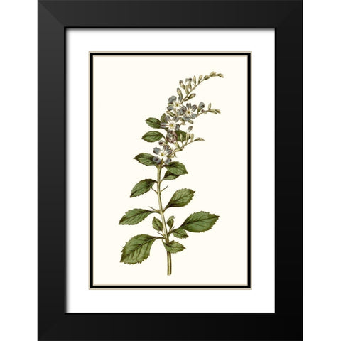 Soft Blue Botanicals I Black Modern Wood Framed Art Print with Double Matting by Curtis