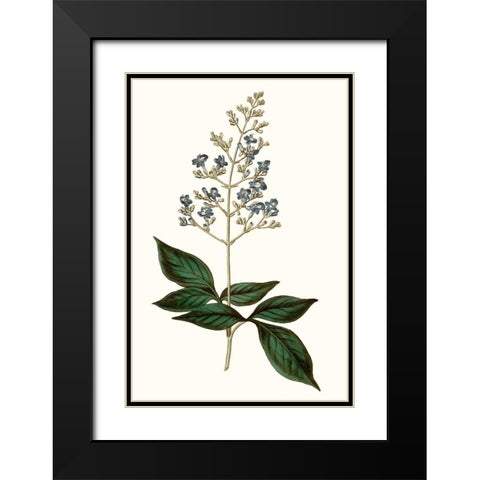 Soft Blue Botanicals IV Black Modern Wood Framed Art Print with Double Matting by Curtis