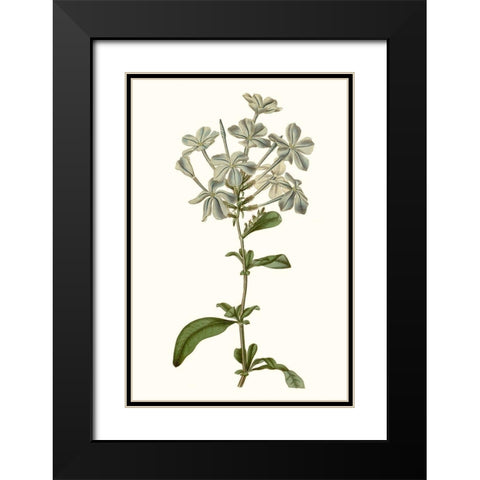 Soft Blue Botanicals VII Black Modern Wood Framed Art Print with Double Matting by Curtis