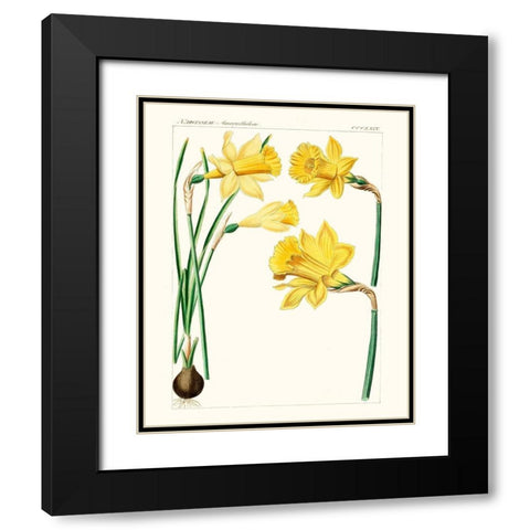 Bright Botanicals I Black Modern Wood Framed Art Print with Double Matting by Unknown