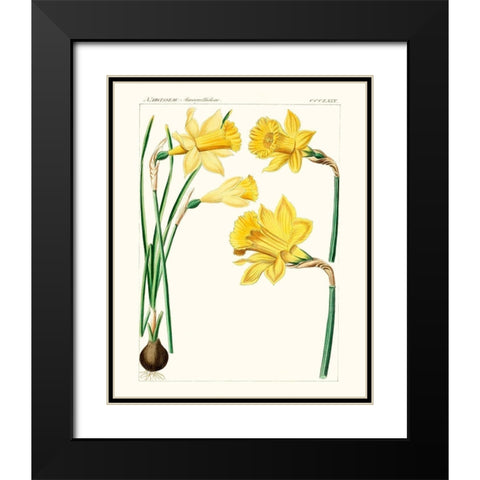 Bright Botanicals I Black Modern Wood Framed Art Print with Double Matting by Unknown