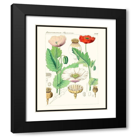 Bright Botanicals II Black Modern Wood Framed Art Print with Double Matting by Unknown