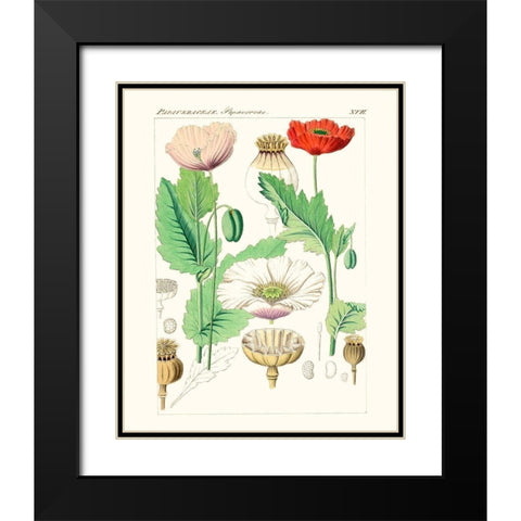 Bright Botanicals II Black Modern Wood Framed Art Print with Double Matting by Unknown
