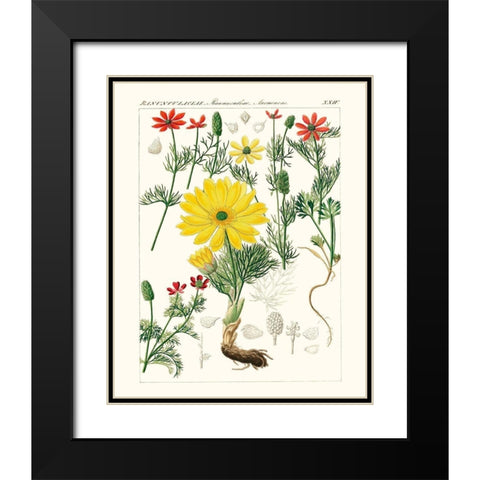 Bright Botanicals IV Black Modern Wood Framed Art Print with Double Matting by Unknown