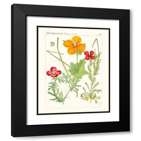 Bright Botanicals V Black Modern Wood Framed Art Print with Double Matting by Unknown