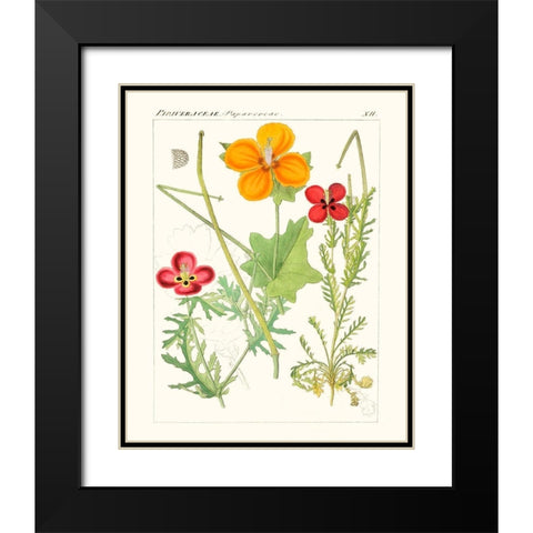 Bright Botanicals V Black Modern Wood Framed Art Print with Double Matting by Unknown