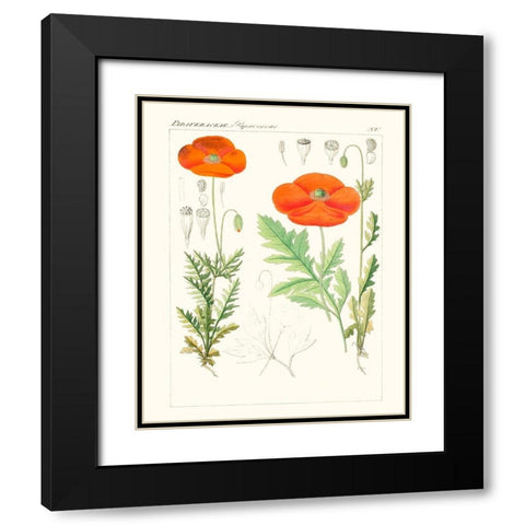 Bright Botanicals VI Black Modern Wood Framed Art Print with Double Matting by Unknown