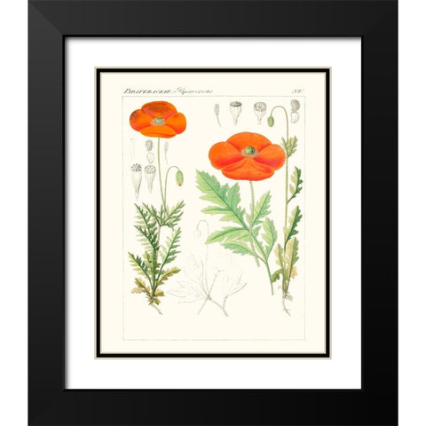Bright Botanicals VI Black Modern Wood Framed Art Print with Double Matting by Unknown
