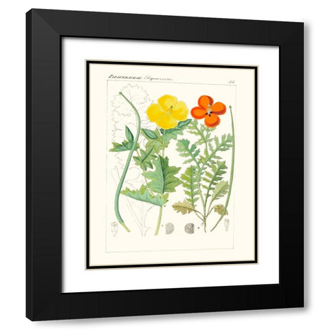 Bright Botanicals VII Black Modern Wood Framed Art Print with Double Matting by Unknown