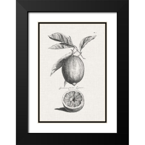Antique Lemons and Oranges I Black Modern Wood Framed Art Print with Double Matting by Unknown