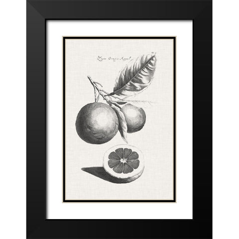 Antique Lemons and Oranges II Black Modern Wood Framed Art Print with Double Matting by Unknown