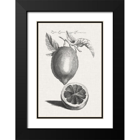 Antique Lemons and Oranges III Black Modern Wood Framed Art Print with Double Matting by Unknown